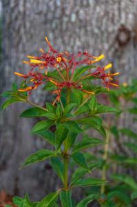 firebush bloom